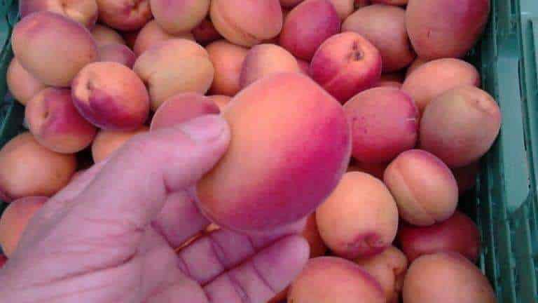 La récolte des abricots du Valais a débuté 1 Abricots frais dans un panier.