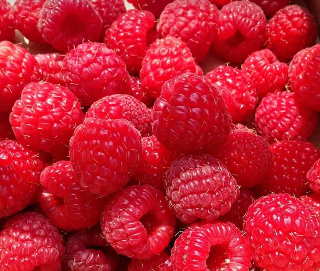 Framboises de notre verger à Vex